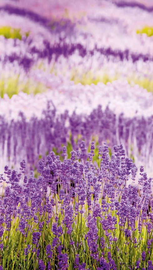 Fototapéta Provence Levendula A35901, 159 x 280 cm, Organiser, Murals, Grandeco