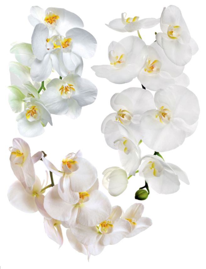 Matrica / öntapadó fali dekoráció F 1068, Orchideae, AG Design