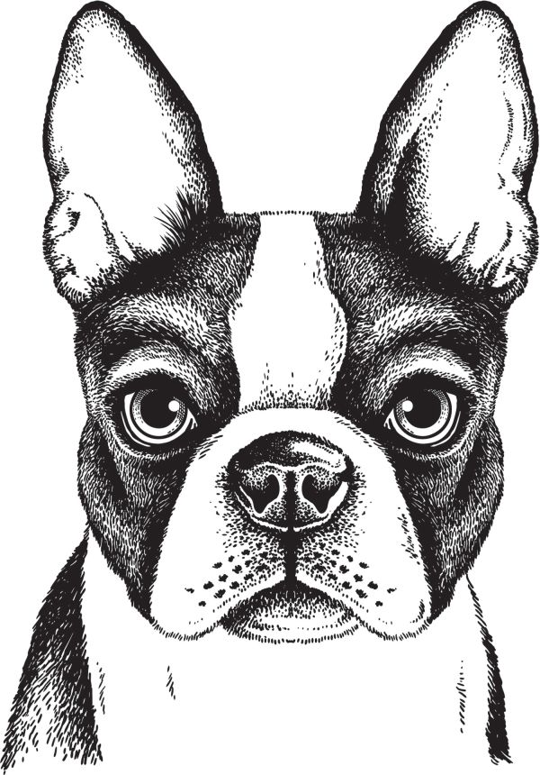Előre ragasztott nem szőtt tapéta, Bulldog dekoráció, PLC017, Platinum Shapes, Decoprint