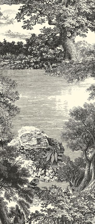 Posztertapéta, fekete, erdő, fák, DGSAL1011-300, Amazone, Masureel