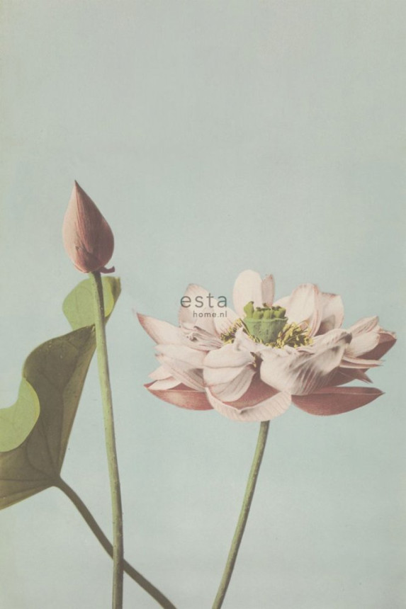 Vlies poszter tapeta, vízililiom virág 158890, 186 x 279 cm, Blush, Esta Home