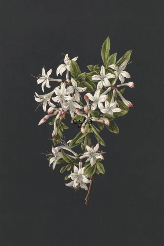 Vlies poszter tapeta, Azaleas gallya 158885, 186 x 279 cm, Blush, Esta Home