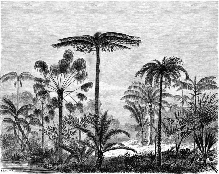 Vlies fekete-fehér poszter tapeta - dzsungel, pálmafák 158952, 350x279cm, Paradise, Esta